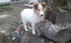 Breed: Collie
 
Age: Baby
 
Sex: M
 
Size: L
Iain is an adorable little guy who would love to find a furever family! He is an 8-week old Sable-headed White Rough Collie. At just 8 weeks, he is still obviously very much a puppy and does all the things