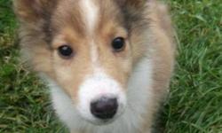 Breed: Collie
 
Age: Baby
 
Sex: M
 
Size: L
Max really couldn't be any cuter if he tried. He is an adorable 8-week old Collie boy who is just as bouncy, goofy and fun as you'd expect a Collie puppy to be. Max will not be ready for his adoptive home for