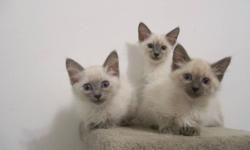 Lilac and Blue Point Balinese Kittens!
These little snowballs are ready to go to their new homes now.
Raised underfoot with love - fluffy little bundles of joy-just in time for the holidays.
Parents are available to meet.
Local pick up only - no shipping.