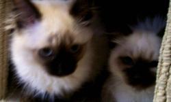 Balinese Kittens (Long Hair Siamese) - Registered with the American Cat Association.  Kittens recieve spay/neuter and vaccines and go to new homes with health record from our vet and registration.
Spay/Neuter, vaccines and registration included in price!