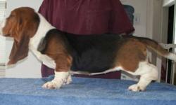 Basset Hound
Adoptions
After 15 years raising Bassets I have decided to stop. I have a few retired breeders, young adults and a few pups all to place in good homes. If you are looking for a quality breeding dog or show dog or just a wonderful companion