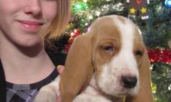 We have 4 adorable basset hound pups left from a litter of 10. There are only males left and they are lemon/white in colour.  They have been dewormed and have their 1st shots. They make a great pet for anyone as they are very friendly and low maintenance.