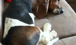 I Have a male Bassett hound for sale . Found out that my husband is allergic .. He is so sweet love kids and is so playful .. I had to have to sell him .. Email me back right away
This ad was posted with the Kijiji Classifieds app.