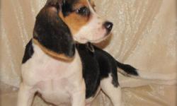 One male Beagle puppy ready to go now.  He is vet checked, has first shots and dewormed.  Vet records along with a health guarantee accompany this puppy to his new home.  Contact us for further information and to set a day and time to pick out your puppy.