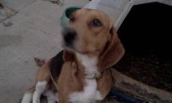 Male tri colour beagle, good with people likes other dogs looking for a good home.