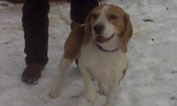 Beagle purebred female, not fixed, 15", she is a beauty, lovable and attentive, very gentle and loves to play
 
call 403-722-2492 or 403-877-0156
 
NO e-mails please
