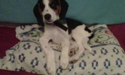 I have a puppy named Bella. She is 6 months old. She is a beagle/jackrussell/rotti. She has all her shots up to date.
She needs a home with lots of room. She got bigger then I expected and needs room to run. She loves kids. Great with other animals.
If