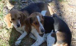 We have a pair of purebred Beagle dogs for sale. They are wonderful pets with quiet, loving personalities but we are moving and can't take them. These dogs have always been together and are best friends. They have 6-8 puppies per litter. They have had 3