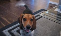 Desperately Seeking Beagle
My 3 year old Beagle Female Neutered
is lonely for companionship.
We are seeking to rescue any Hound Breed or Beagle
Give them a happy, healthy and loving home.
We are enclosing pictures of our Beagle and hope you know someone