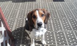 14 month old male tri-colored beagle in need of a good home. Call 780-468-4838.
