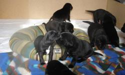 Beagle /Labs
very beautiful Pup's
 Mom is pure bread Beagle & Dad is a pure bread black lab.
Puppies  will be ready to go November 6th/2011. I have 4 Males  & 1 Female left. They are Pee pad trained and are eating Puppie food, they love water and like to