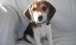 6 beautiful beagle puppies for sale. 3 boys and 3 girls. Tricolor and lemon puppies. Puppies come papertrained, vet checked, first shots, and dewormed.
We have been raising beagle for over 7 years. All of our adult beagles are registered with either AKC