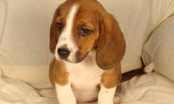 Beagle puppies. 1st shots and dewormed. $380.00. Phone 780-307-7264. First puppy - male - born Sept 12/11. Next puppy - male - born Sept 14/11. Come with a puppy pack. Free partial delivery available.