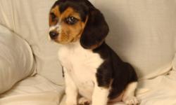 Beagle puppies. 1 Female. 1 Male. 1st shots and dewormed. $320.00. Phone 780-307-7264. They will be small dogs. Come with a puppy pack. Free partial delivery available. Picture #1 is the female. Picture #2 is the male. Picture #3 is the Mom. Picture #4 is