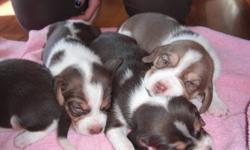 Pups will be 6 weeks old, oct 17th. There are 2 boys and 4 girls.Absolutely adorable! From excellent hunting stock as well.