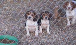 Three male tri-color male beagles waiting for their new homes.    They have all shots up to date except for rabies ( too young as of yet )  3 dewormings and parasite control for heartworms, fleas and ticks.   They are started on house and kennel/crate