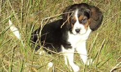 Beagle Pups from good hunting stock. Born September, will be ready to hunt next fall. Serious inquiries only