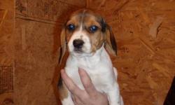 BEAGLE PUPS FOR SALE!!!!!! Excellent hunting stock!!! Pups are ready to go NOW, they are 11 weeks old. There is 1 female and 2 males left, and they can be given there first needle for an extra $25.00, and they have been dewormed.