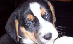 Raised in a loving home with children.. Mother is a small tri-color beagle, suspected father is midsized rottie/blue heeler.We expect our pups to be around 25-30lbs (Nice sized dogs) All  have big floppy beagle ears, some have wicked tricolor markings,