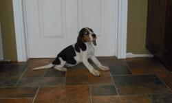 I have 1 tri-colored female puppy left available. Mom is a Walker Hound, and the dad is a Beagle. Both parents are excellent hunting dogs. Puppy is dewormed and ready for her new home. She would make an excellent hunter, or a great family pet. Both