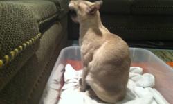 4 Beautiful Kittens looking for a home. Mother is a marble tabby Doll-face Persian, father is a lynx point Siamese. Silver Kitten is a female, the rest are male. Willing to negotiate. Both parents are on site, and extremely friendly and loving. Father is