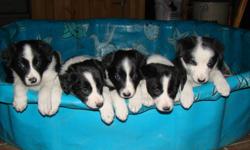 Black and white border collie pups both parents on site. Will be get working dogs or just a great pet.
3 Males left.