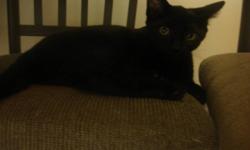 I have two beautiful black kittens available. My cats had kittens and still looking for good homes. They are both very affectionate and loveable. They are good with children and other cats. They are litter trained. One male and one female. Available to go