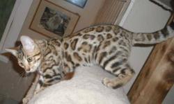 Beautiful wild looking Bengal male kitten.   Great lines, beautiful rosettes, wild face, plus happy friendly personality. 
Being offered by 17 year Registered Breeder.  This is a pick of the litter kitten.  Fully guaranteed, shots, 6 weeks pet health