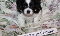 Beautiful, sweet, smart, cuddly and non-shedding Bichon Shih Tzu puppies for sale. 
 
I have 2 male and 3 female puppies (pictured) who will be ready to go home Jan 14, 2012
 
Puppies have a one year Puppy guarantee included.
 
All puppies have had their