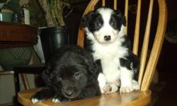 We have beautiful Border collie/ Australian sheperd puppies for sale. Blue merles with blue eyes $350. and Black and white classic pattern $250. The dad is pictured, he's the red merle with blue eyes. These pups will be super easy to train and just want