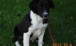 Border collie puppy for sale, 4 mos old, black w/ white, father is papered working dog, energetic, well behaved, quiet, alert and affectionate.
$250.00 call 250-378-2197