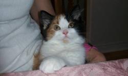 Beautiful Calico kitten. 5 months old. Loving, affectionate, playful. Looking for a loving home. Very special Kitty! Please email if interested in this sweet heart.