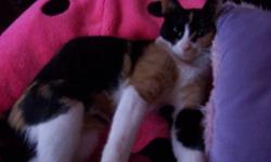 I have an adorable calico kitten named Polly that I am currently fostering. She is about 16 weeks old, very friendly, great with kids, dogs and other cats. Litter trained, eating solid food. She is truly one of a kind! She is also comes with a large cat