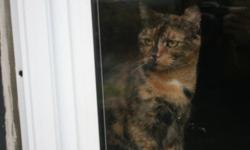 Tortoiseshell cat in need of a home. Please take in this beautiful cat. Not fixed abandonded by owner. call 473-9594