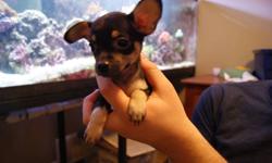 I have 3 beautiful chihuahua puppies left for sale.
they are energtic bundles of joy looking a great home
they have had their first set of shots.
they will come with toys, a blanket and a small bag of food they are currently on.
first pic is male, last
