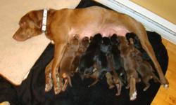 Chocolate Lab. Doberman puppies for sale
$50
They will be ready for a home December 30, 2011
They'll be big dogs... Will need lots of room to grow!
For more information please call 613.360.9619-Tammy