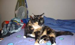 Dixie was left in our care suddenly when her owner moved out west with just three days? notice. A quiet and tremendously affectionate cat, we know she?s about three years old and has spent her entire lifetime indoors. She was used to the company of other