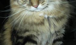 hello everyone!
      My name is Lisa and i have to give away my cat, Jazz (from transformers lol), to a GOOD HOME!
      Jazz is a Domestic LongHaired dark brown and marble tabby.he is fixed, and tattooed. he is very well behaved and very good with