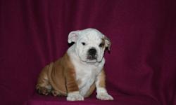 Fawn/white, Brindle/white.  Dad is #1 Bulldog in Canada, he is also an American and a Canadian Champ.  Mom was #1 Female Bulldog in Canada in '09, she also is a Canadian Champ. 
Both parents are Purebred English Bulldogs.  These puppies come from a