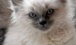 BEAUTIFUL COLOUR POINT BALINESE!  We breed Seal Point, Bicolour,  exotic Blue Point, Blue Creams, Seal Tortie and Blue Cream Tortie Points.
Sweet, sweet personalities. share the highest ranking in intelligence of all breeds.  They are loving and not