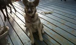 we have a 5 1/2 month old norwedgian elkhound/ husky cross, that needs her forever home, her name is Lola and she is a very smart and loveable pup, she gets along well with cats and with other dogs. she also enjoys her baths and going camping.