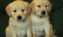Beautiful golden retriever puppies were born September 7 and are ready to go now. There are now only 3 females left!! These puppies will mature around 60-75lbs on average. They are very social puppies, being raised around children and other dogs. They