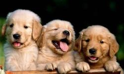 I am currently seeking a home for my pure Golden Retriever pups. At 2 weeks of age they are already showing promise to be an excellent representative of the breed as well as an incredible dog. Both parents are CKC registered, and have been health checked