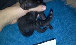 my cat had 8 beautiful black babies on halloween there are 4 females left they are very cute. they are not ready to go yet but will be ready by the end of December i just wanna find homes for these cute little kitties if they dont have homes they will go