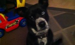 One year old border collie and heeler crossed... she has her shots up to date ... she is fully housetrained and loves to go for walks and runs in the off leash park... she is great with children as we have a two year old...
she knows her commands and has