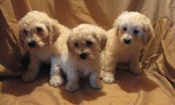 CockAChon Poo puppies for sale. Dad is a poodle and mom a Cocker Bichon. Three males and 4 females. Non-Shedding. You have a choice between sizes and looks. A few with a more Bichon look, one with a Cocker body and the others like Bichon-Poo. They come