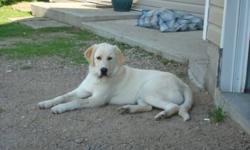 Beautiful 2 1/2 year old golden lab/retriever cross. Neutered female. She is super smart and very friendly. Great with kids, other dogs and horses. I am selling her for my parents as they are retired now and travelling alot. They are having to kennel her