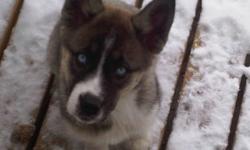 Thor has gone missing from our farm, about 7 miles east of Rimbey just off highway 771 on November 24. The pictures here are from when he was a puppy, he is around a year old now and doesnt have anymore of the brown on him, he is grey and white with some