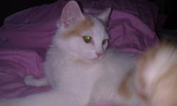 Beautiful persian yellow and white small cat for sell , 5 months and male , very lovely , shot already , adobotion fee is 80  ,Please call 778-839-9998