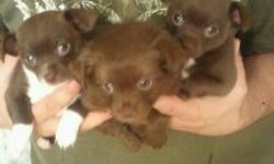 Beautiful Pomchi Puppies For Sale
 
-Puppies have thier first needles, dewormed and checked by -Whitecourt vet. We have two females and a male. Pups grow to approx 4-6 lbs. They stay very small and are so adorable! We are located in Fox Creek. Pups Are